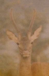 Cerf daguet