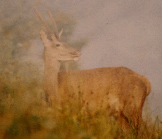 Cerf daguet aux aguets
