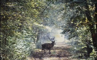 cerf