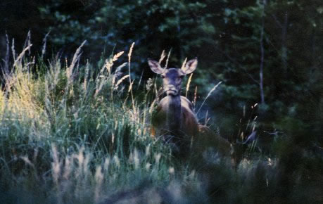 Biche et faon