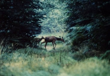 Biche et son faon