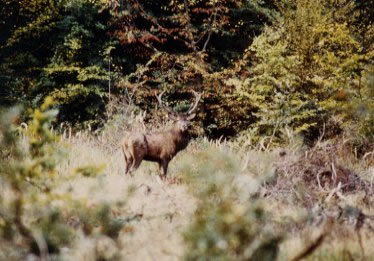 cerf dix cors en observationj