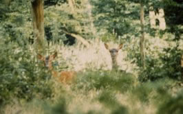 Biche et faon