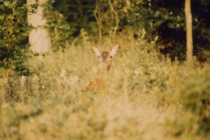Biche