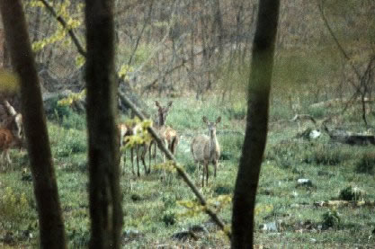 Harde de biche