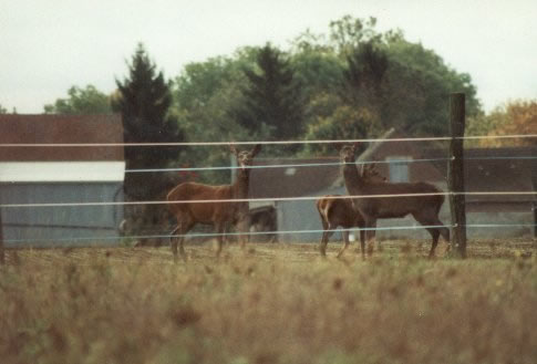 harde de biche