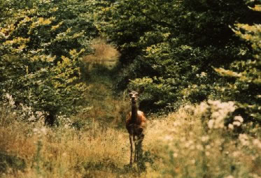 Biche