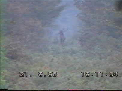 Cerf 10 cors