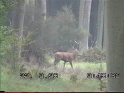cerf dix cors