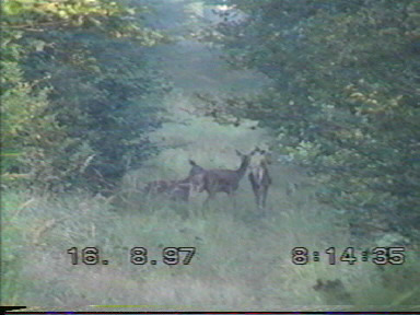 Biche & faon