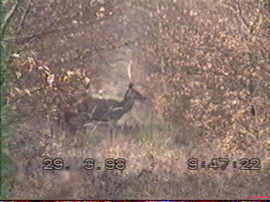 Biche dans les taillis