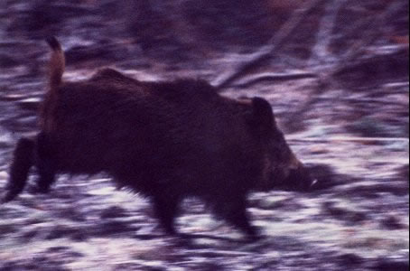 Sanglier