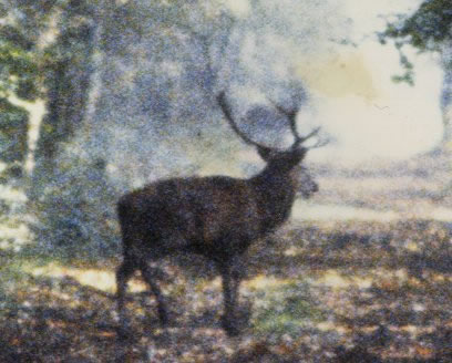 cerf