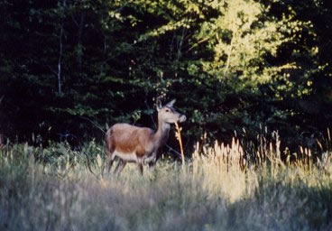 Biche