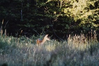 Faon de biche