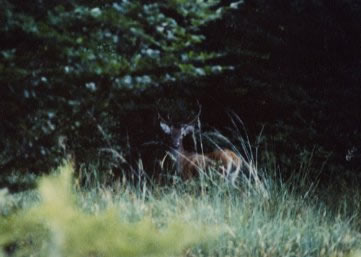 cerf seconde tête