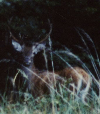 cerf seconde tête