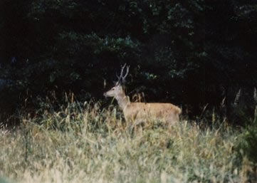 cerf seconde tête