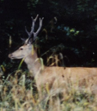 cerf seconde tête