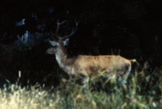 cerf seconde tête