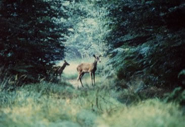 biche et son faon
