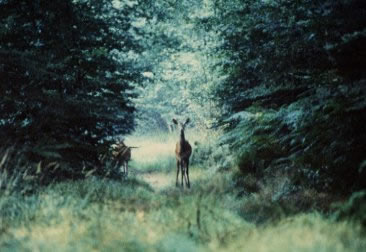 biche en observation