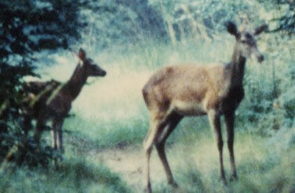 biche alertée