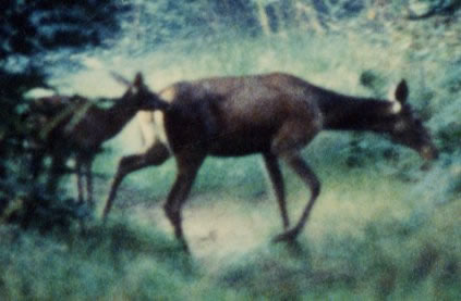 biche et son faon