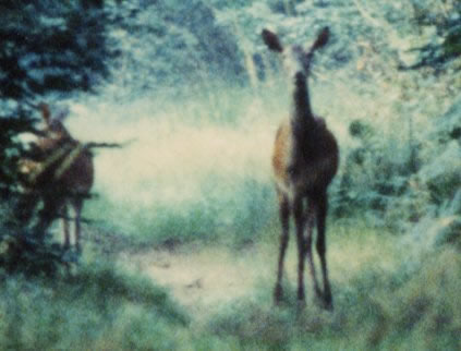 biche en observation