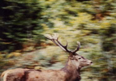 cerf 10 cors en fuite