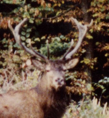 tête de cerf dix cors en observationj