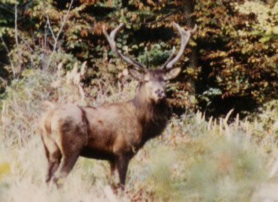 cerf dix cors en observationj