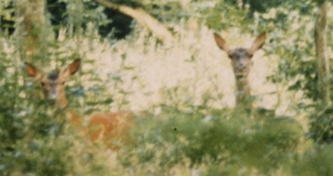 Biche et faon