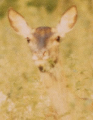 Biche