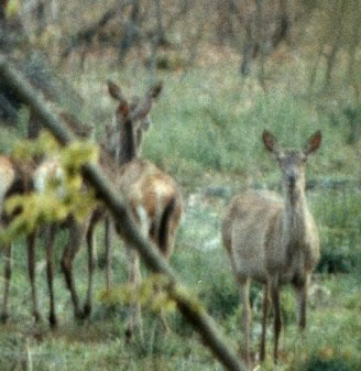 Harde de biche
