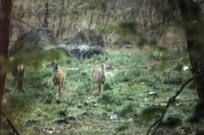 Harde de biche