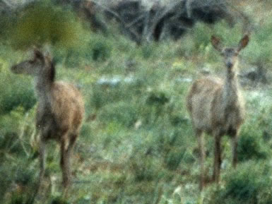 Harde de biche