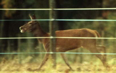 biche au galop