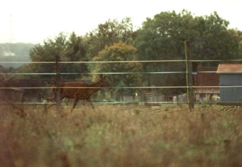 biche au galop