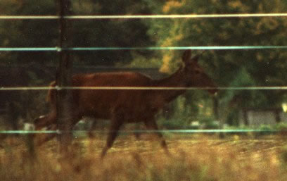 biche au galop