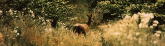 Biche