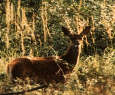 Bichette