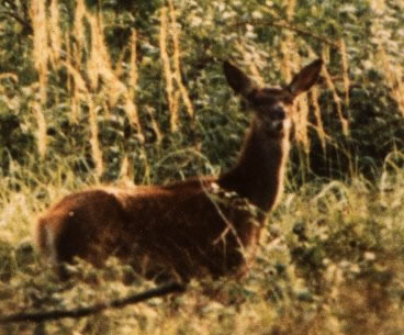 Bichette