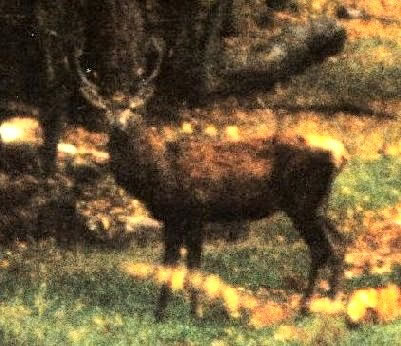 cerf
