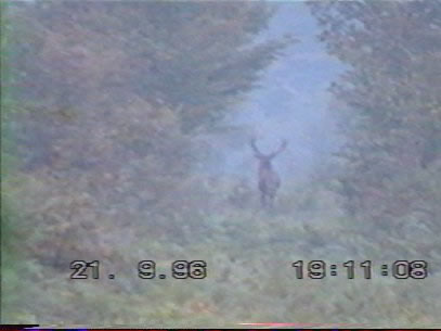 Cerf 10 cors