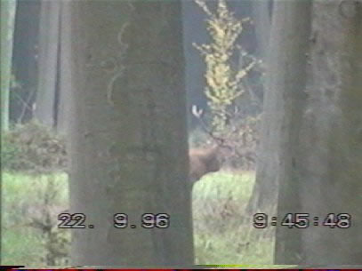 cerf dix cors