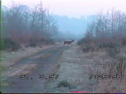 cerf mulet