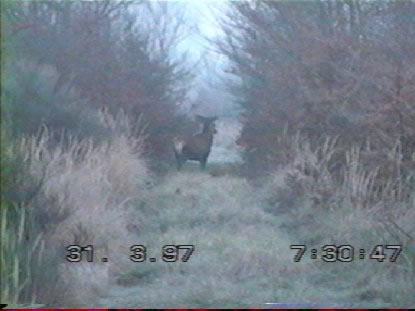 cerf mulet