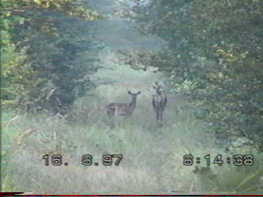 Biche & faon