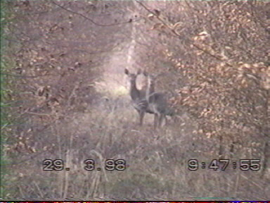 Biche dans les taillis